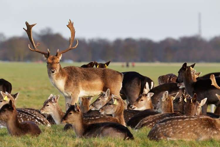 Phoenix Park Dublin