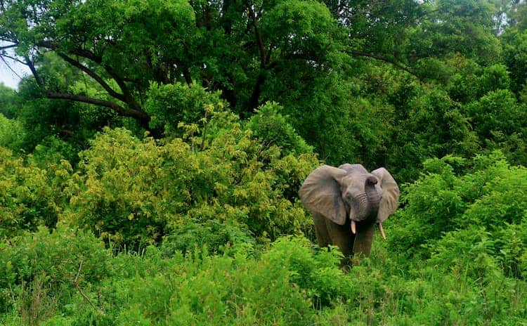 National Park Mole, Ghana